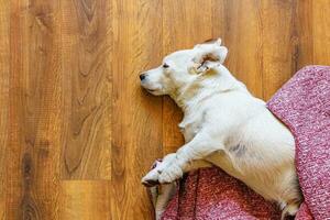 encantador foto de un linda dormido perro