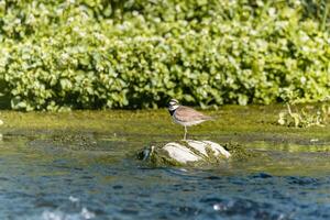 Bird - Little ringed plover Charadrius dubius in the wild photo