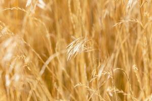 Yellow dry plant in nature photo