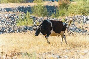 Grass fed cow. Free range cow photo