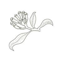 Retro Vintage Ink Hand Drawn Cloves Tree Branch for Medical Herb and Spice or Agriculture Farm Product. Illustration vector