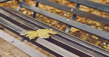 Herbst Motive. Gelb Ahorn Blatt auf ein Bank im das Regen. filmisch video