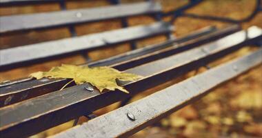 Yellow maple leaf on a bench in the rain. CINEMATIC video