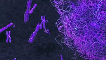 Purple chromosome group within the cell video