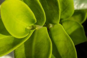 antecedentes con un planta para salvapantallas o otro necesidades foto