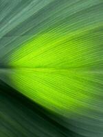 Natural green leaf photograph photo