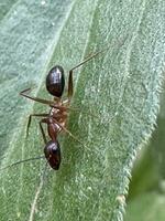 Ant in a leaf photograph photo