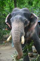 Asian elephants on Kerala elephant camp stock Images. photo