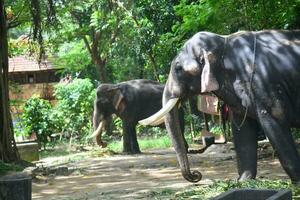 Asian elephants on Kerala elephant camp stock Images. photo