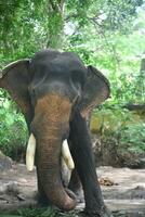 Asian elephants on Kerala elephant camp stock Images. photo