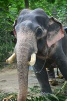 Asian elephants on Kerala elephant camp stock Images. photo