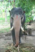 Asian elephants on Kerala elephant camp stock Images. photo