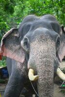 Asian elephants on Kerala elephant camp stock Images. photo