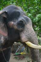 Asian elephants on Kerala elephant camp stock Images. photo