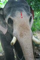 Asian elephants on Kerala elephant camp stock Images. photo