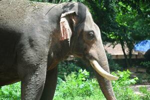 Asian elephants on Kerala elephant camp stock Images. photo