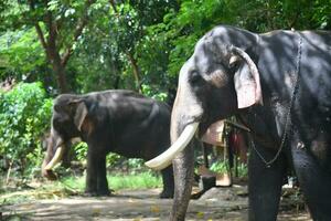 Asian elephants on Kerala elephant camp stock Images. photo
