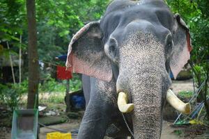 Asian elephants on Kerala elephant camp stock Images. photo