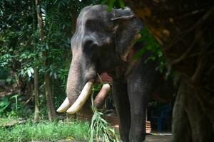 Asian elephants on Kerala elephant camp stock Images. photo