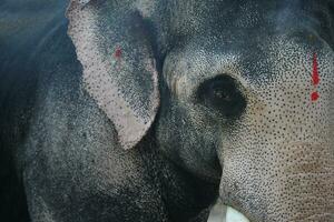 Asian elephants on Kerala elephant camp stock Images. photo