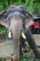 Asian elephants on Kerala elephant camp stock Images. photo