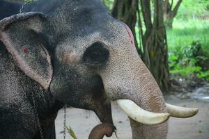 Asian elephants on Kerala elephant camp stock Images. photo