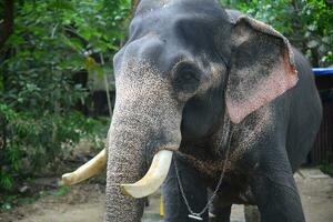 Asian elephants on Kerala elephant camp stock Images. photo