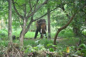 Asian elephants on Kerala elephant camp stock Images. photo