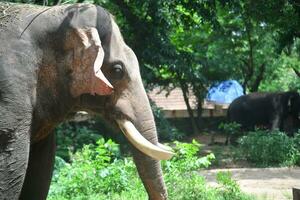 asiático elefantes en kerala elefante acampar valores imágenes foto