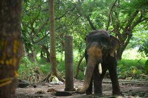 Asian elephants on Kerala elephant camp stock Images. photo