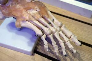 human skeleton foot ankle bone joint anatomy model. photo