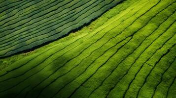 AI generated Green tea plantation, top view texture photo