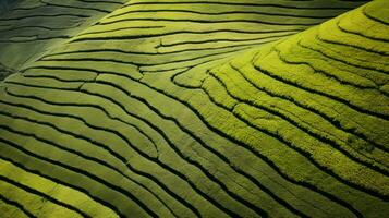 AI generated Tea plantation landscape, top view texture photo