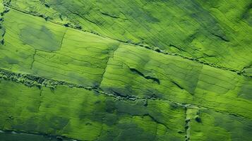 AI generated Tea plantation landscape, top view texture photo