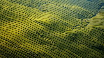 AI generated Green tea plantation, top view texture photo