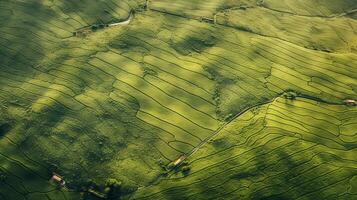 ai generado té plantación paisaje, parte superior ver textura foto