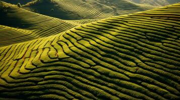 AI generated Green tea plantation, top view texture photo