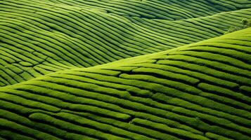 AI generated Green tea plantation, top view texture photo