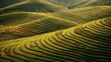 AI generated Green tea plantation, top view texture photo