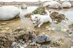 Theme with a purebred dog - photo for various themes with dogs