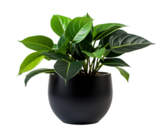 Lush plant with vibrant green leaves in a sleek black pot, perfect indoor accessory for modern Scandinavian home, on transparent background. Interior greenery, cut out. Front view. PNG. AI generated png