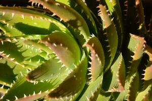 un cerca arriba de un áloe planta con agudo espinas foto