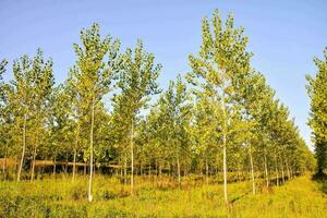 a row of trees in a field with blue sky photo