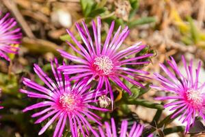 un grupo de púrpura flores creciente en el suelo foto