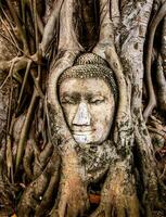 a buddha head is in the roots of a tree photo