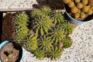 a cactus plant in a pot and a small bowl photo