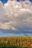 un maíz campo con un azul cielo y nubes foto