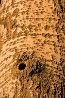 a close up of a tree trunk with a hole in it photo
