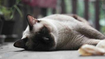 Siamese Katze genießen und spielen trocken Blatt auf hölzern Terrasse video