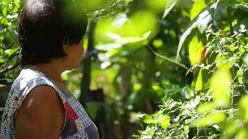 asiatico anziano anziano donna è sorridente per giardinaggio con impianti e biologico fresco raccolto verdure nel giardino a Casa. anziano e salutare nel la pensione concetto video